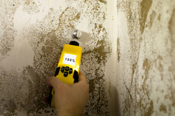 Trusted Trinity, AL Mold Removal Experts